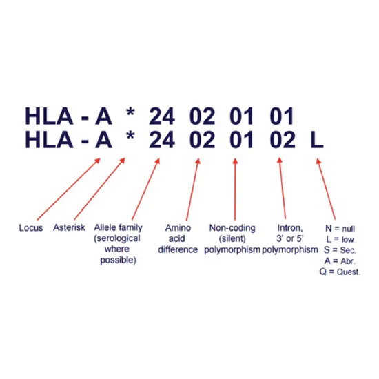 HLA DNA High Resolution Typing - C Locus